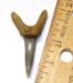 Sand Tiger Shark Tooth